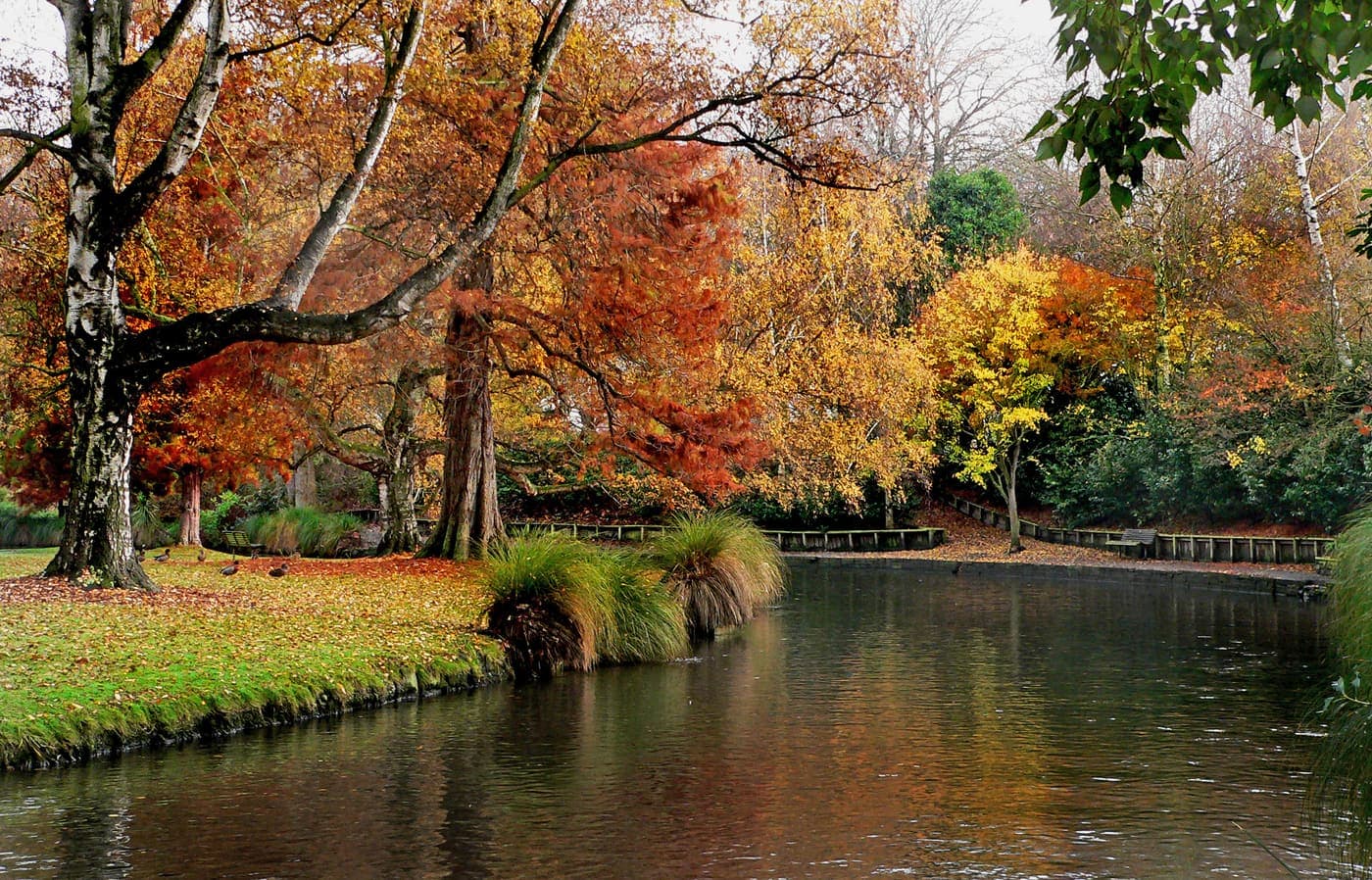 Autumn trees reflected in the Avon River in Christchurch Botanic Gardens