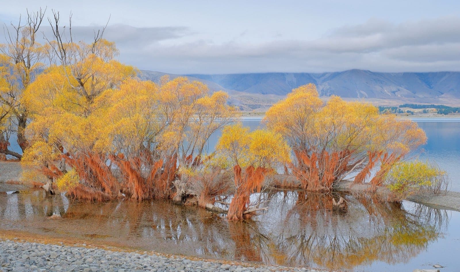 Golden willows reflected in the shallows of Lake Tekapo with the mountains of the Mackenzie Basin behind