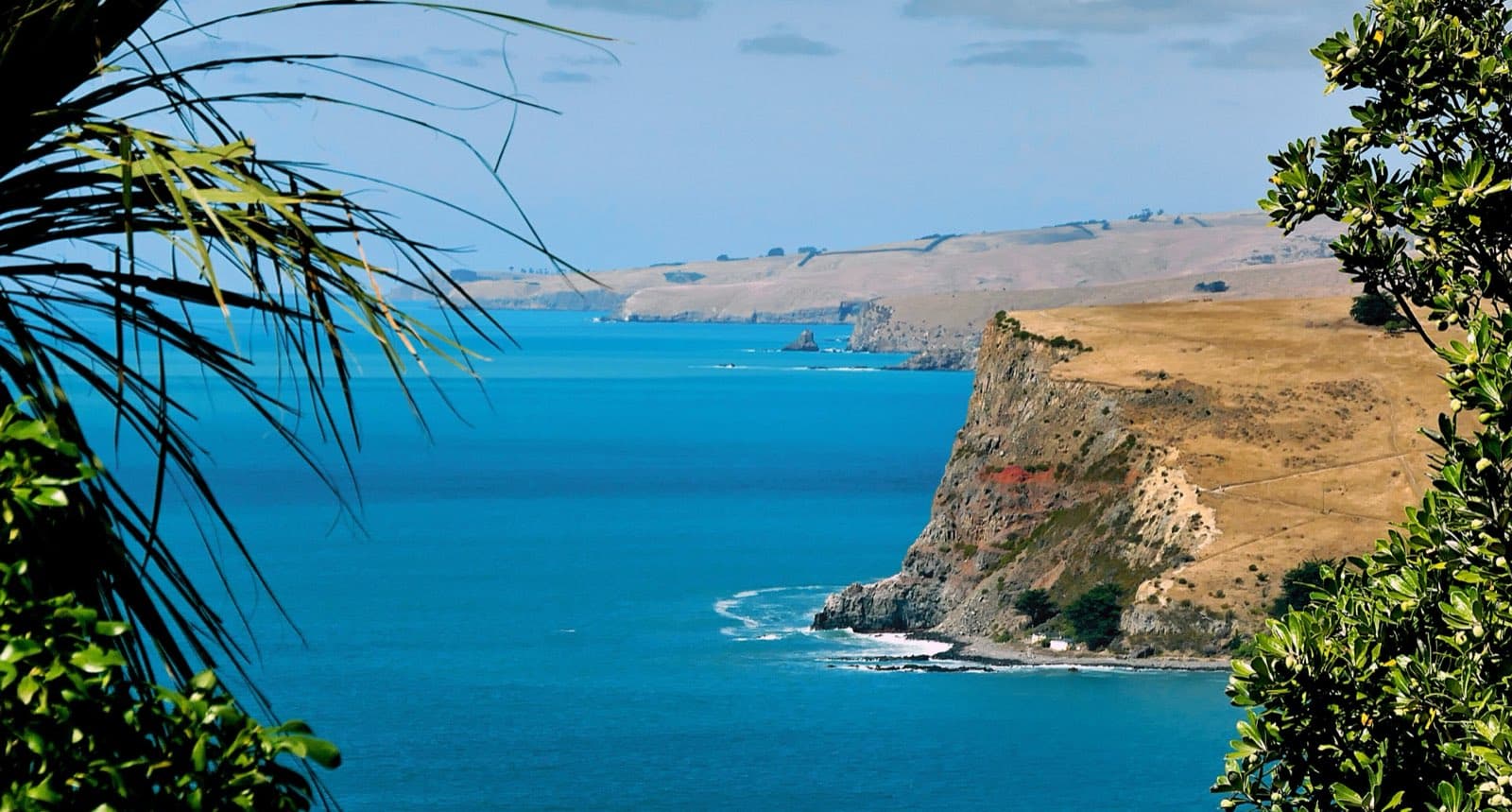 A bright blue bay beneath golden cliffs on Banks Peninsula, seen between native foliage
