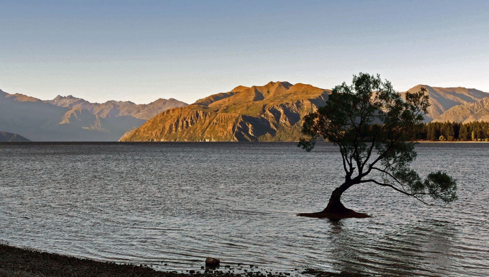 The lone willow tree standing in Lake Wānaka in warm evening light